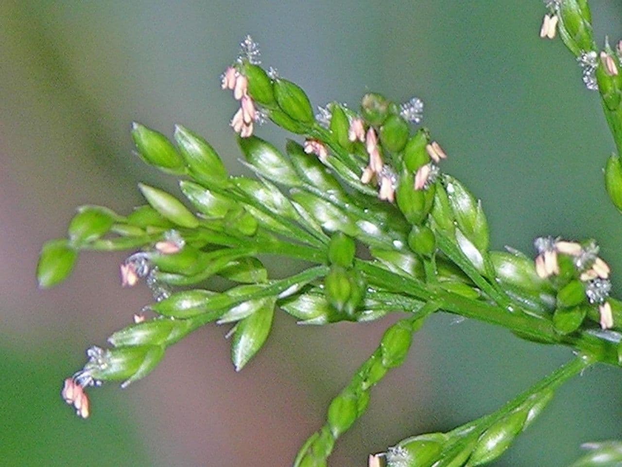 Ichnanthus pallens 9