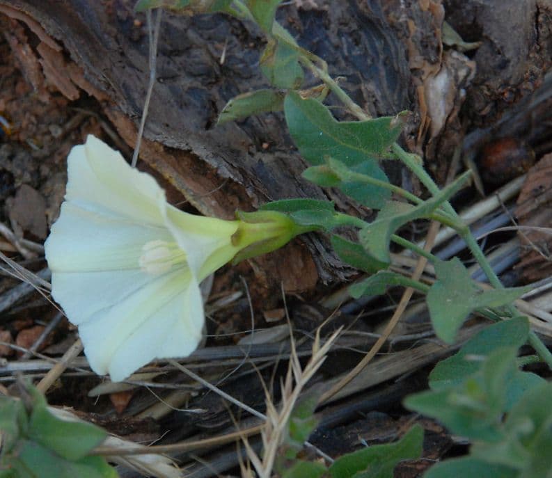 Calystegia 9