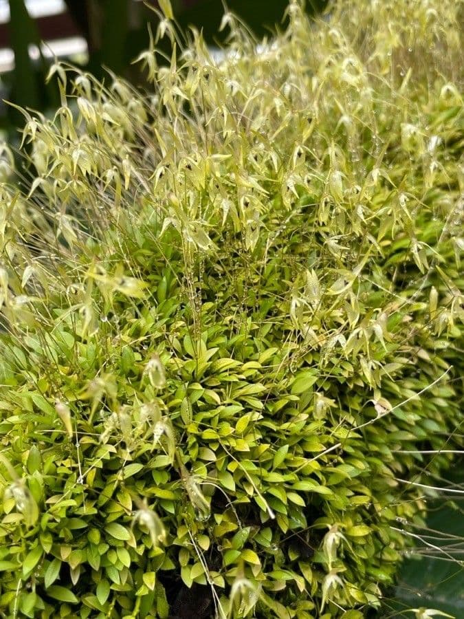 Barbosella 3