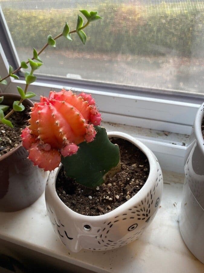 Cactus lunare 14
