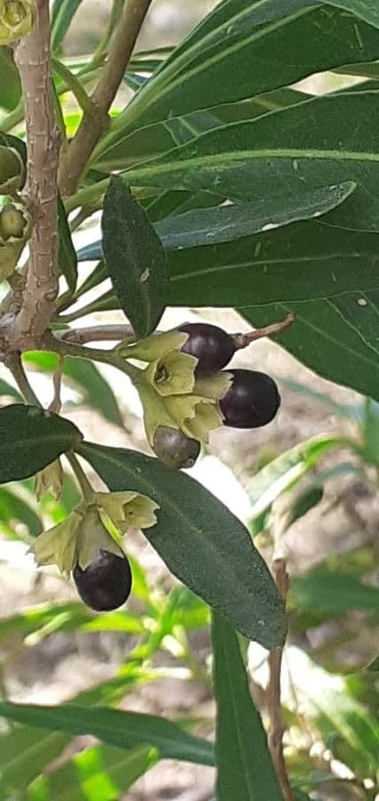 Cestrum 5