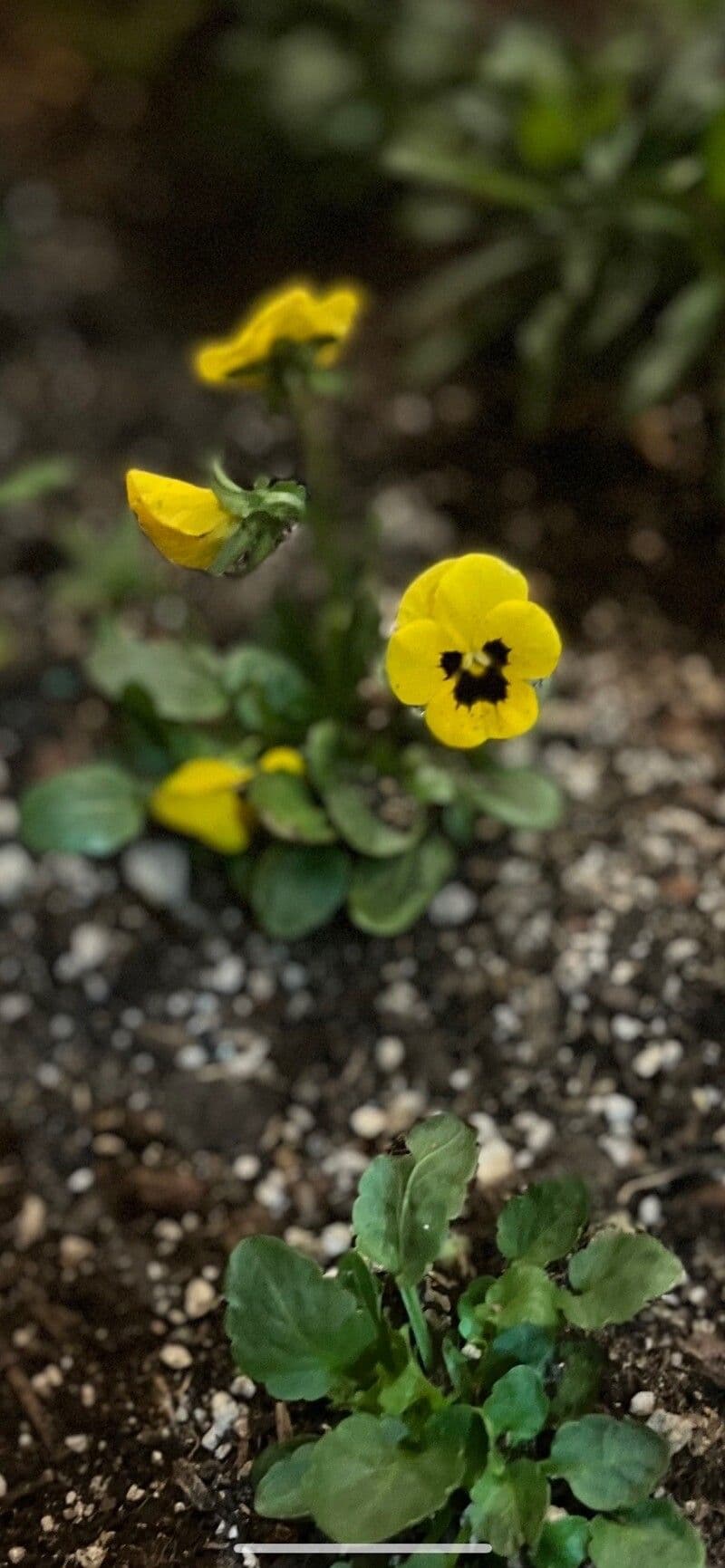 Viola 2