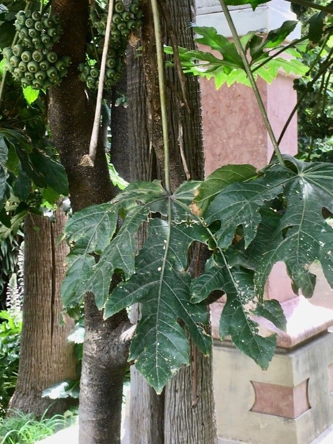 Trevesia palmata 11