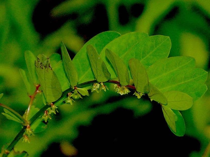Fylantus karolinský 6
