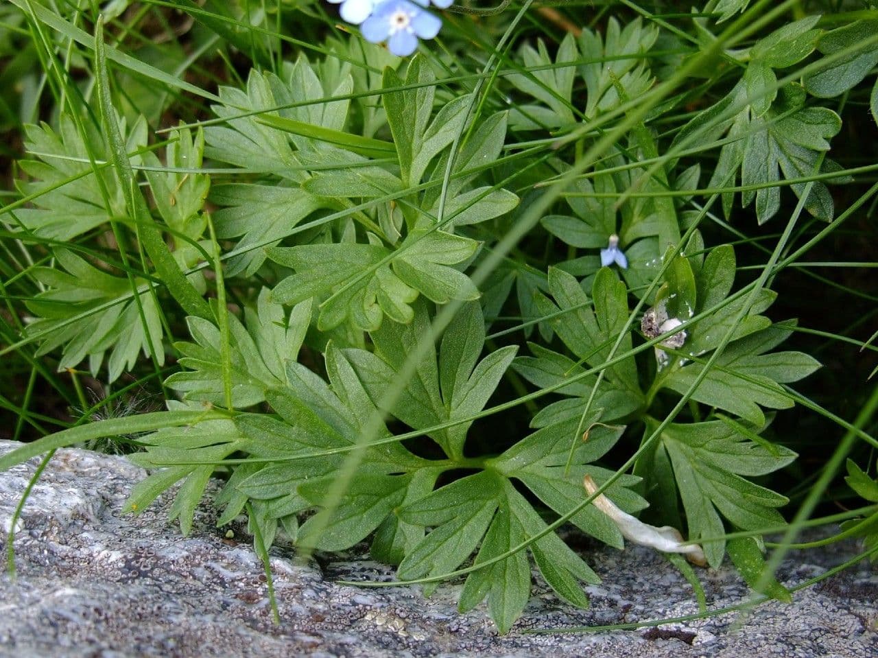 Callianthemum coriandrifolium 7