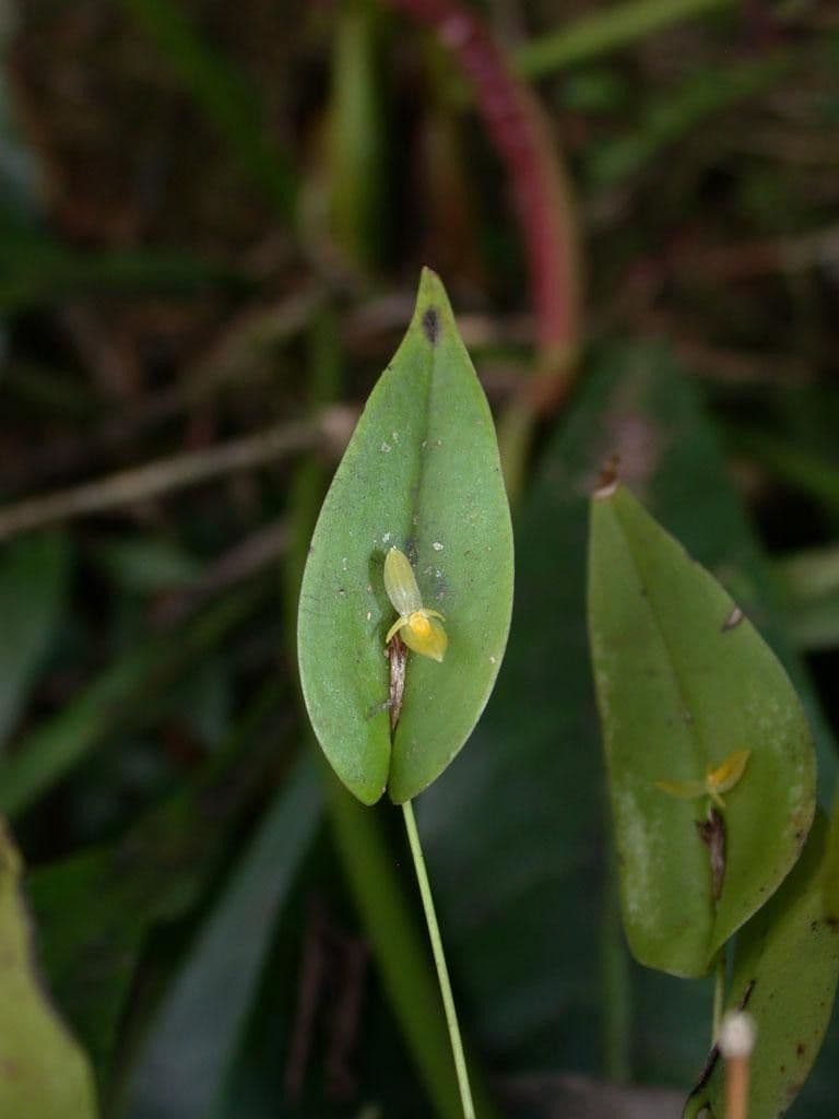 Pleurothallis 6