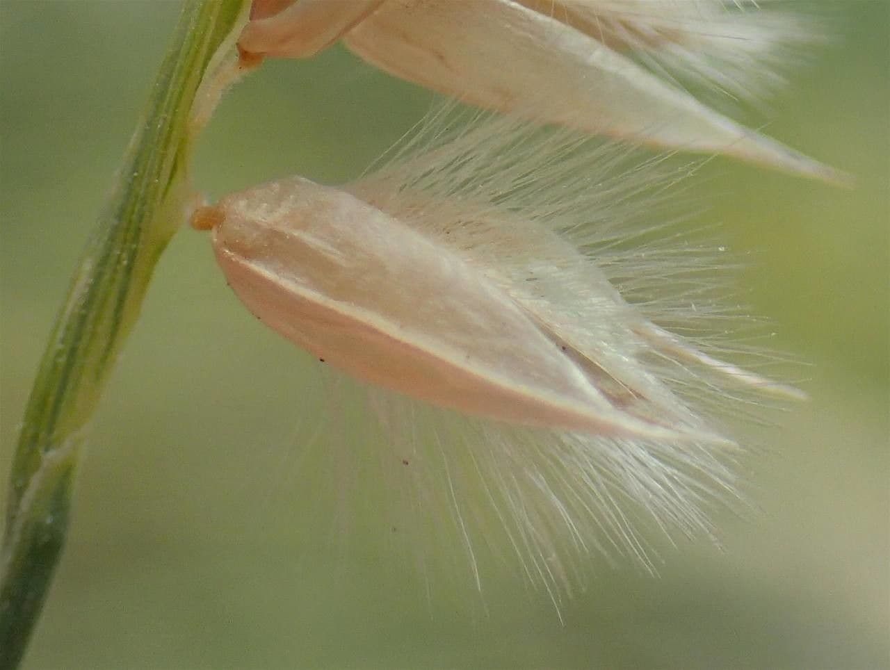 Espiguilla 15