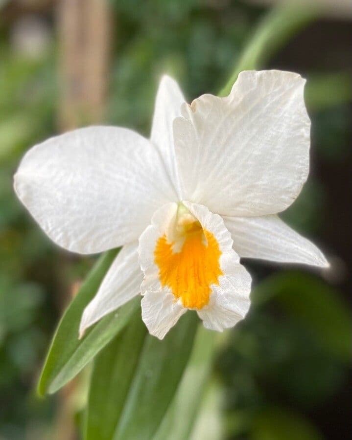 Dendrobium
