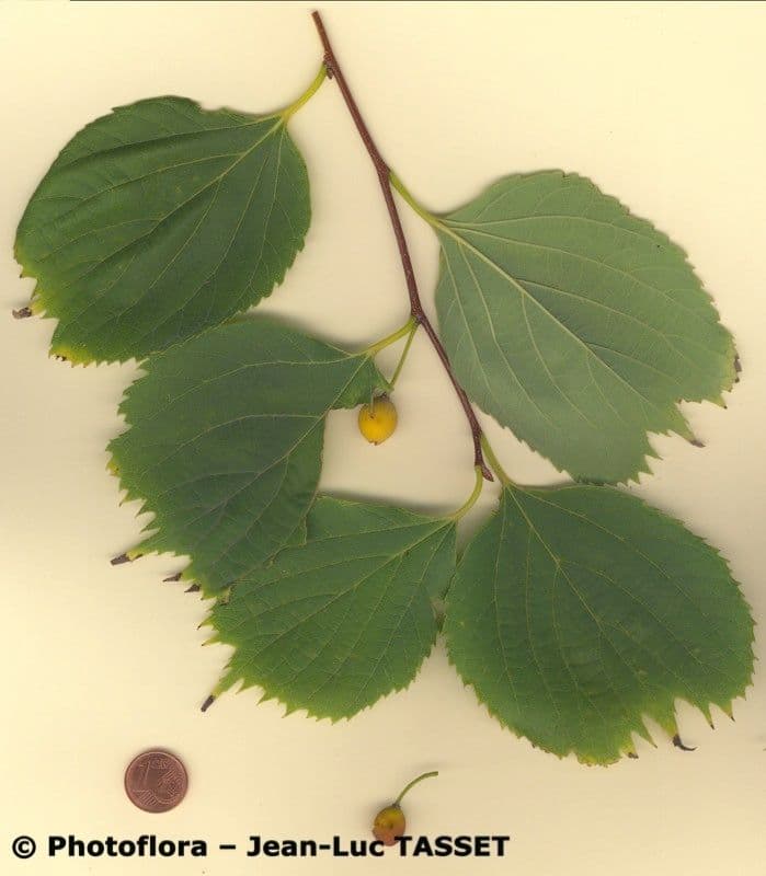 Bagolaro 10