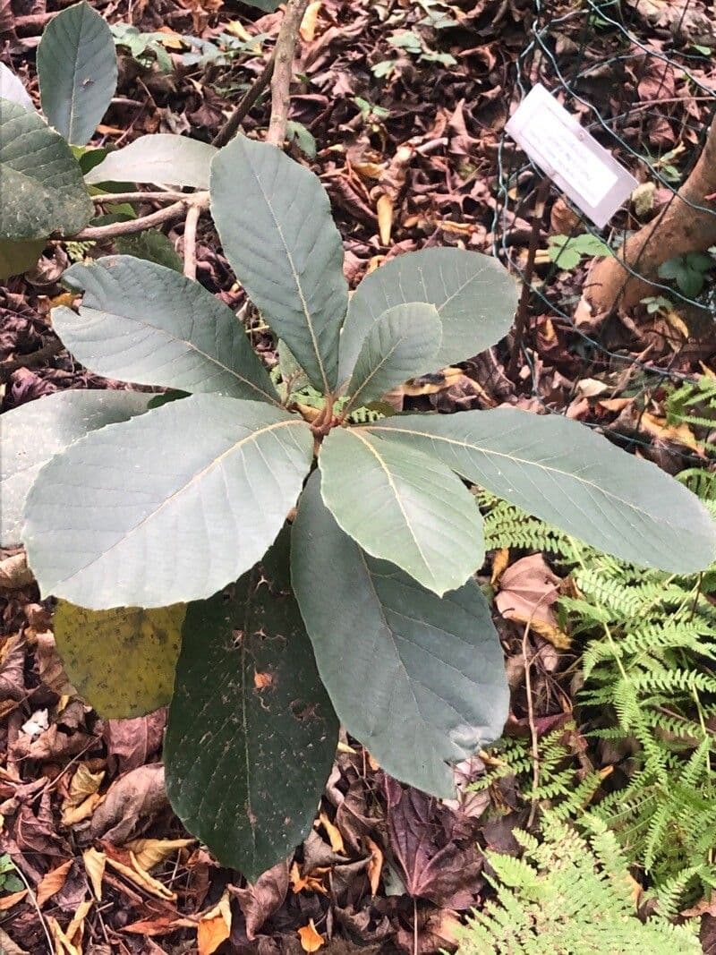 Clethra 4