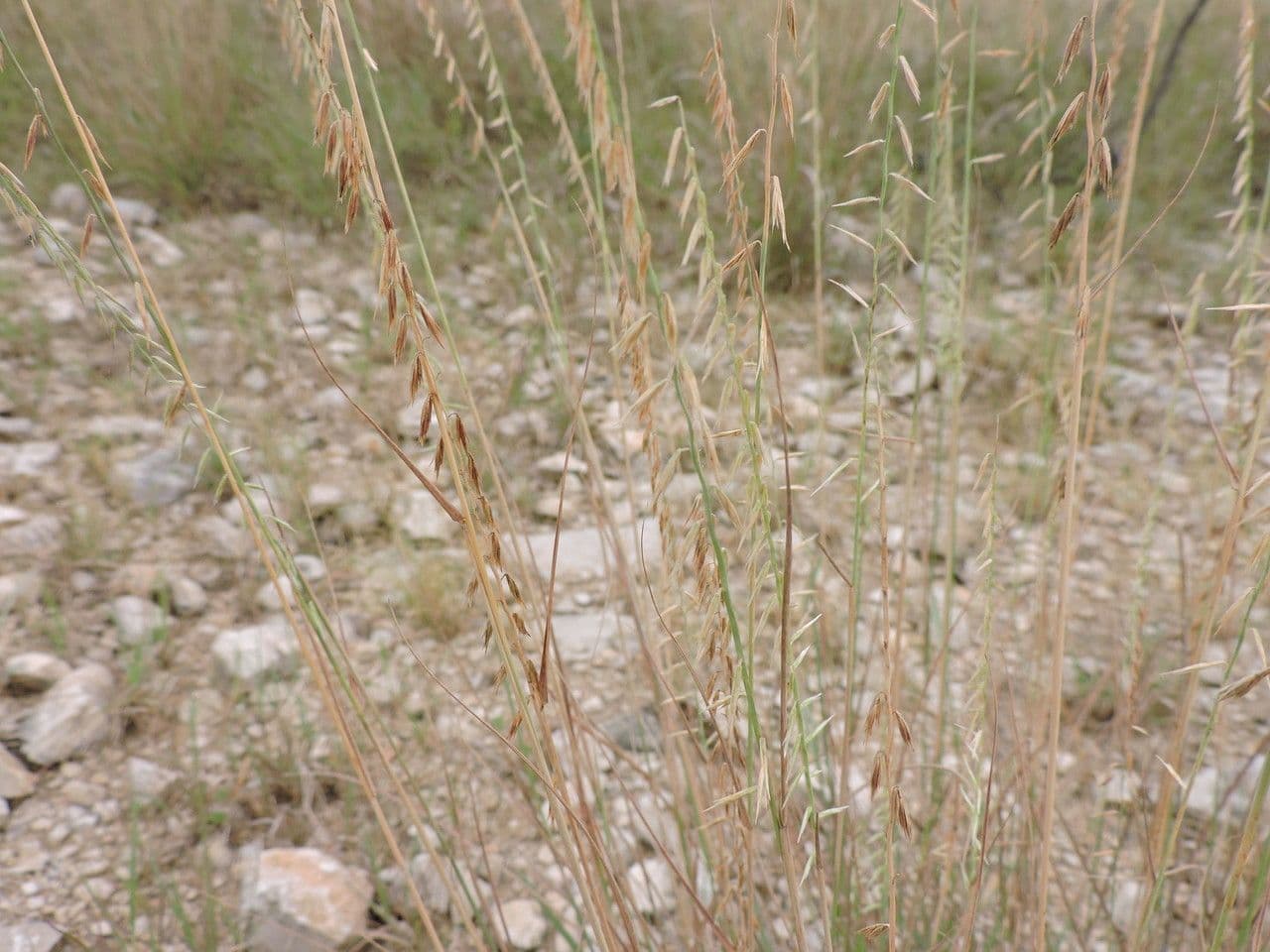 Bouteloua pendula 17