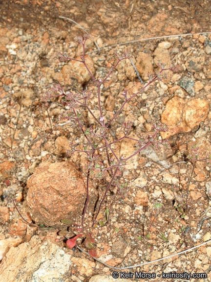 Chorizanthe 9