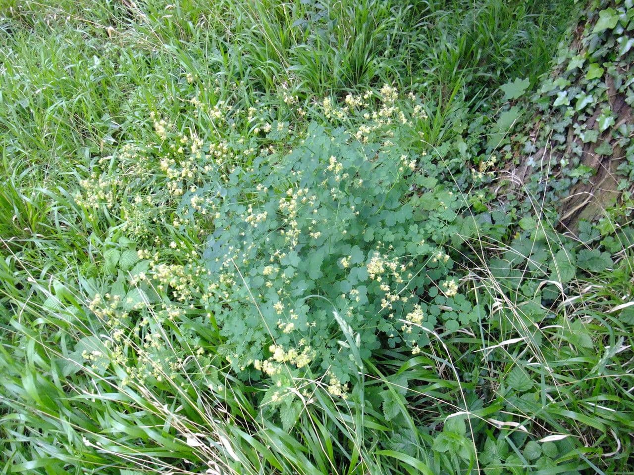 Pigamo minore 13