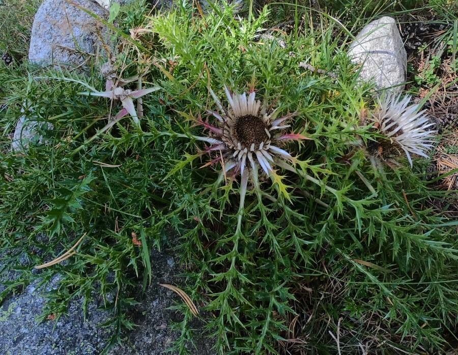 Silberdistel 18