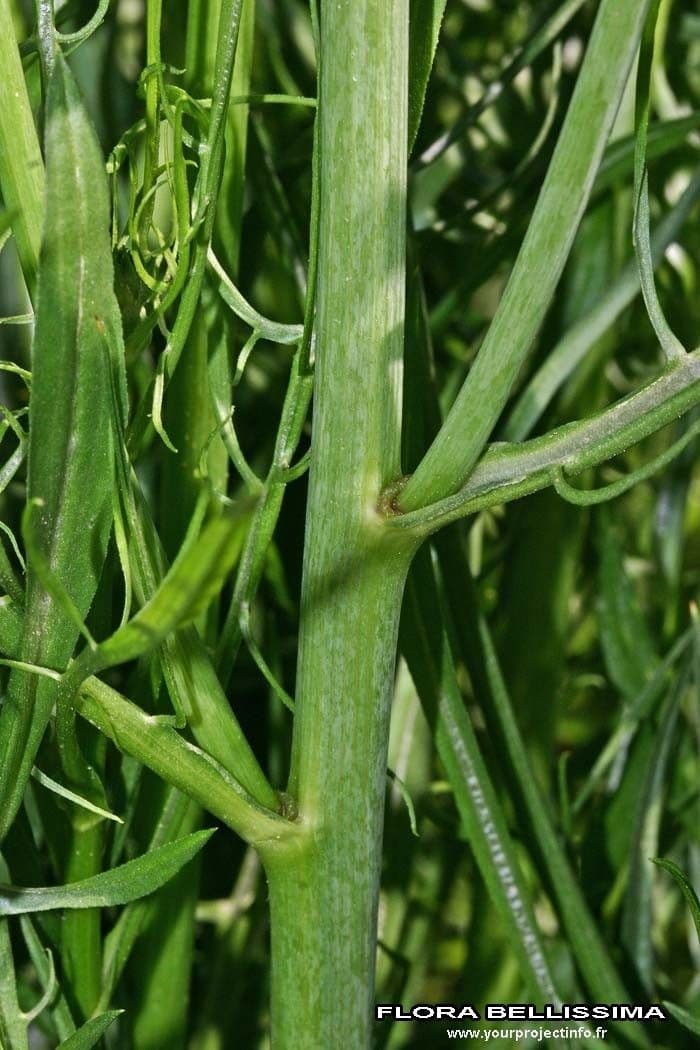 Säbel-Kratzdistel 22