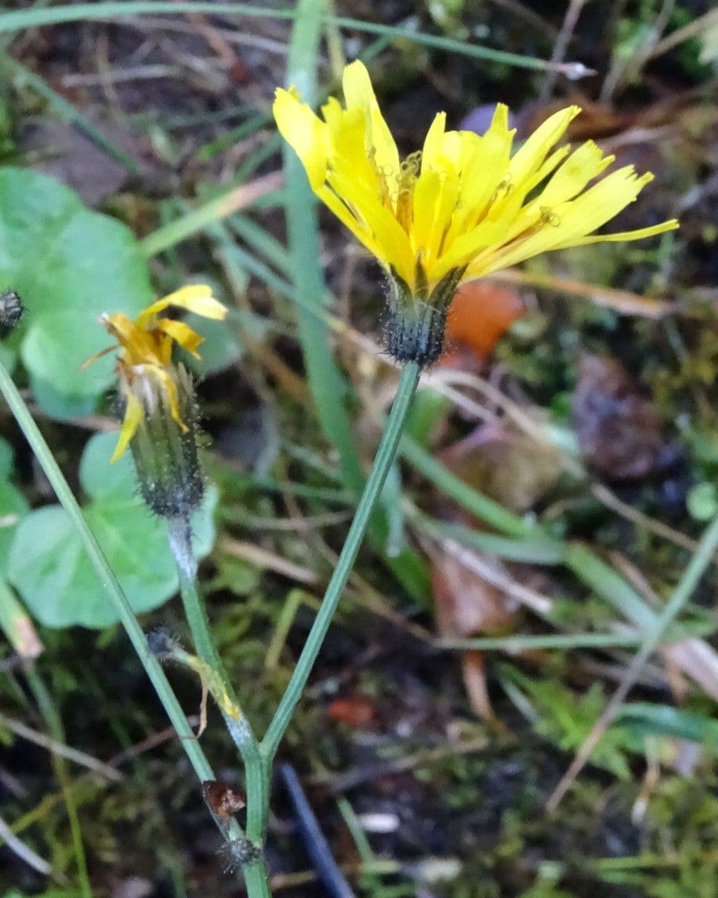 Gänsblume 5