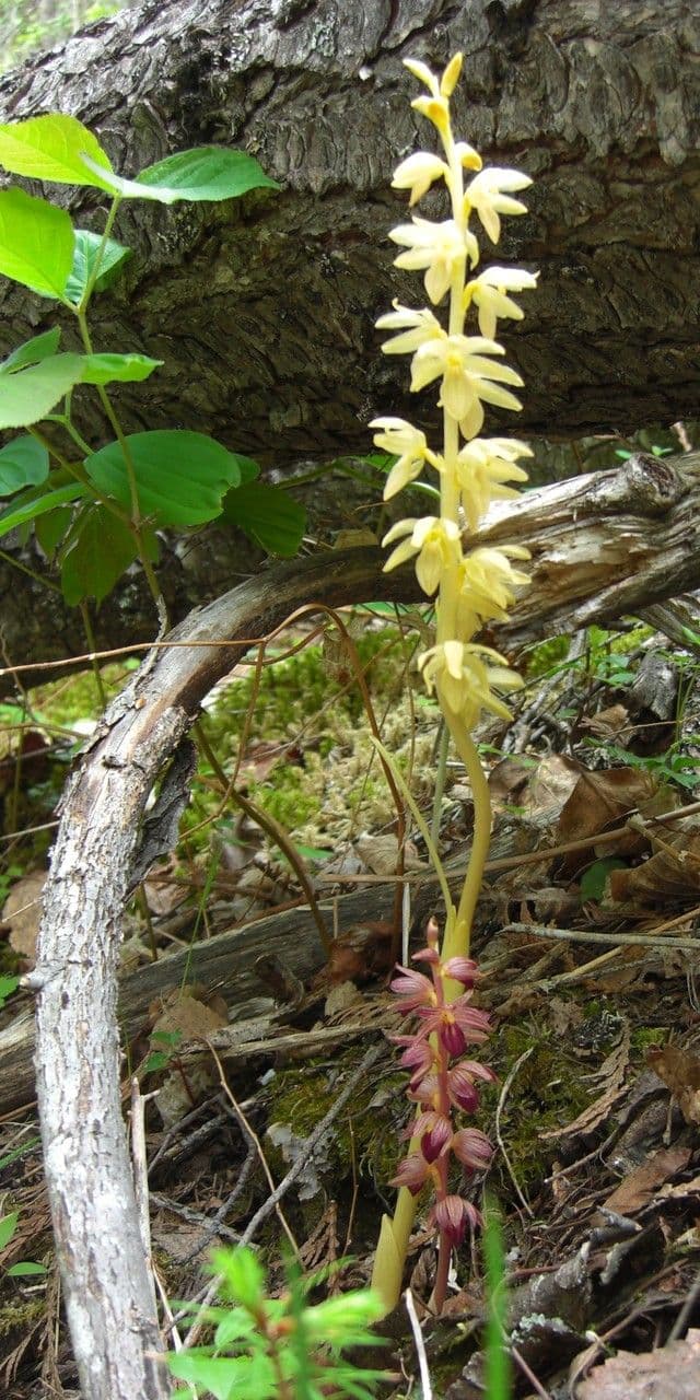 Coralloriza striata 10