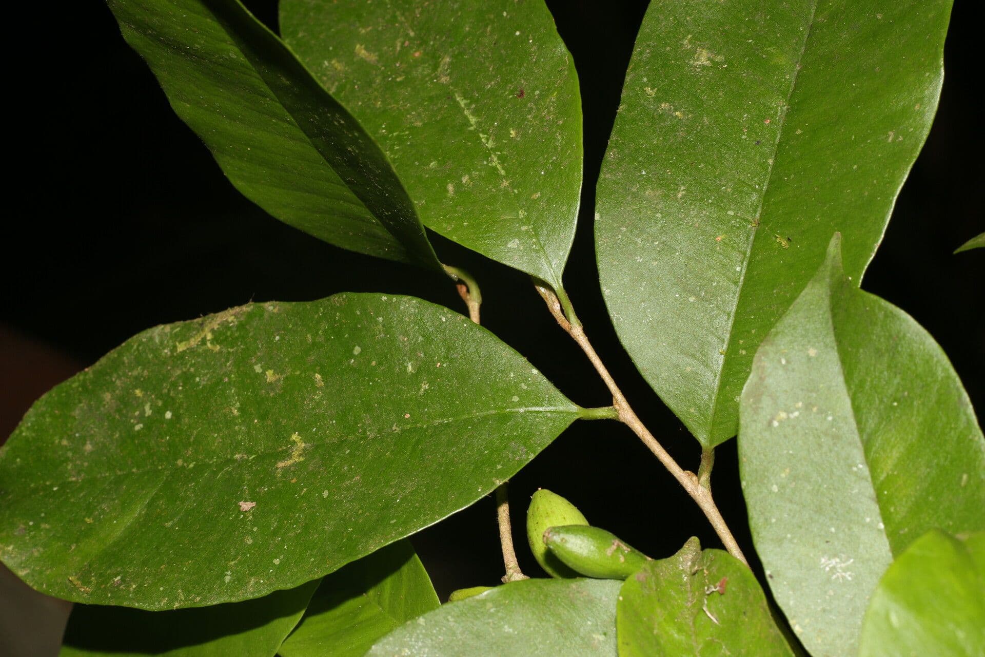 Chrysophyllum 10