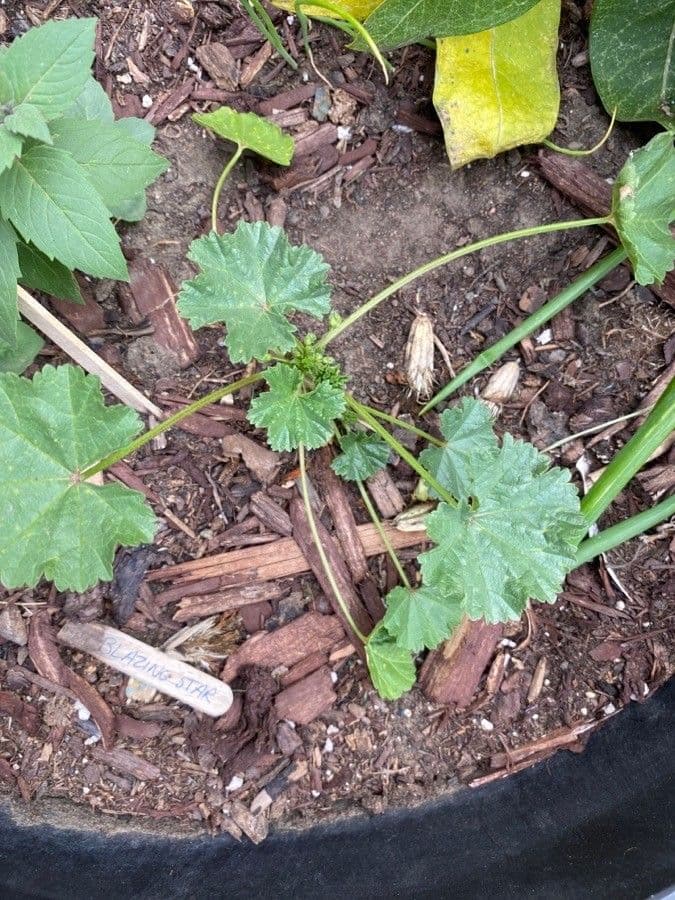 Malva pusilla 18