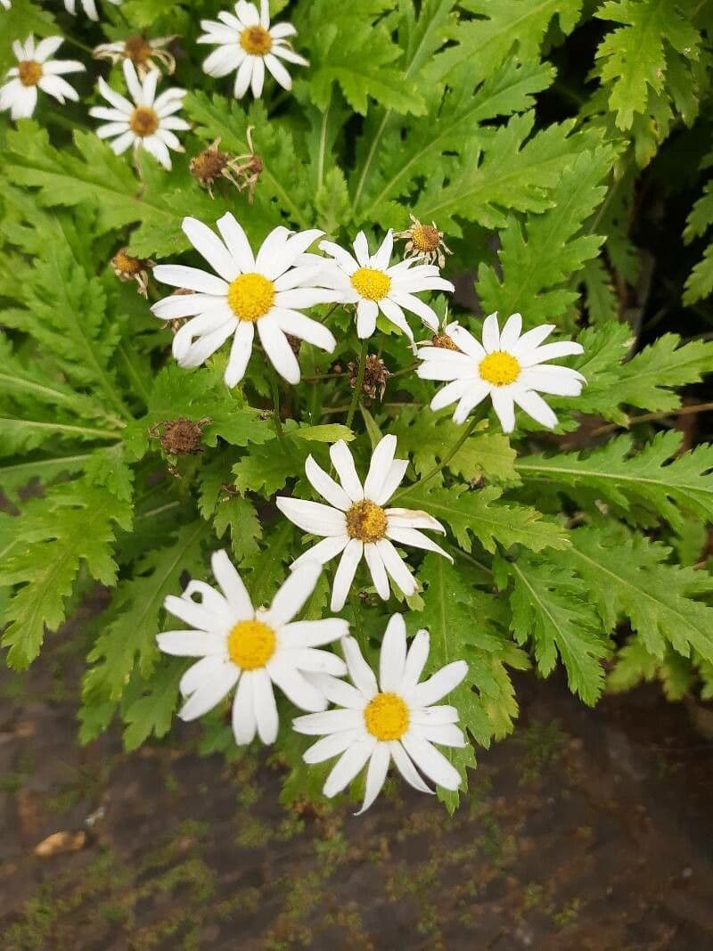 Argyranthemum 2