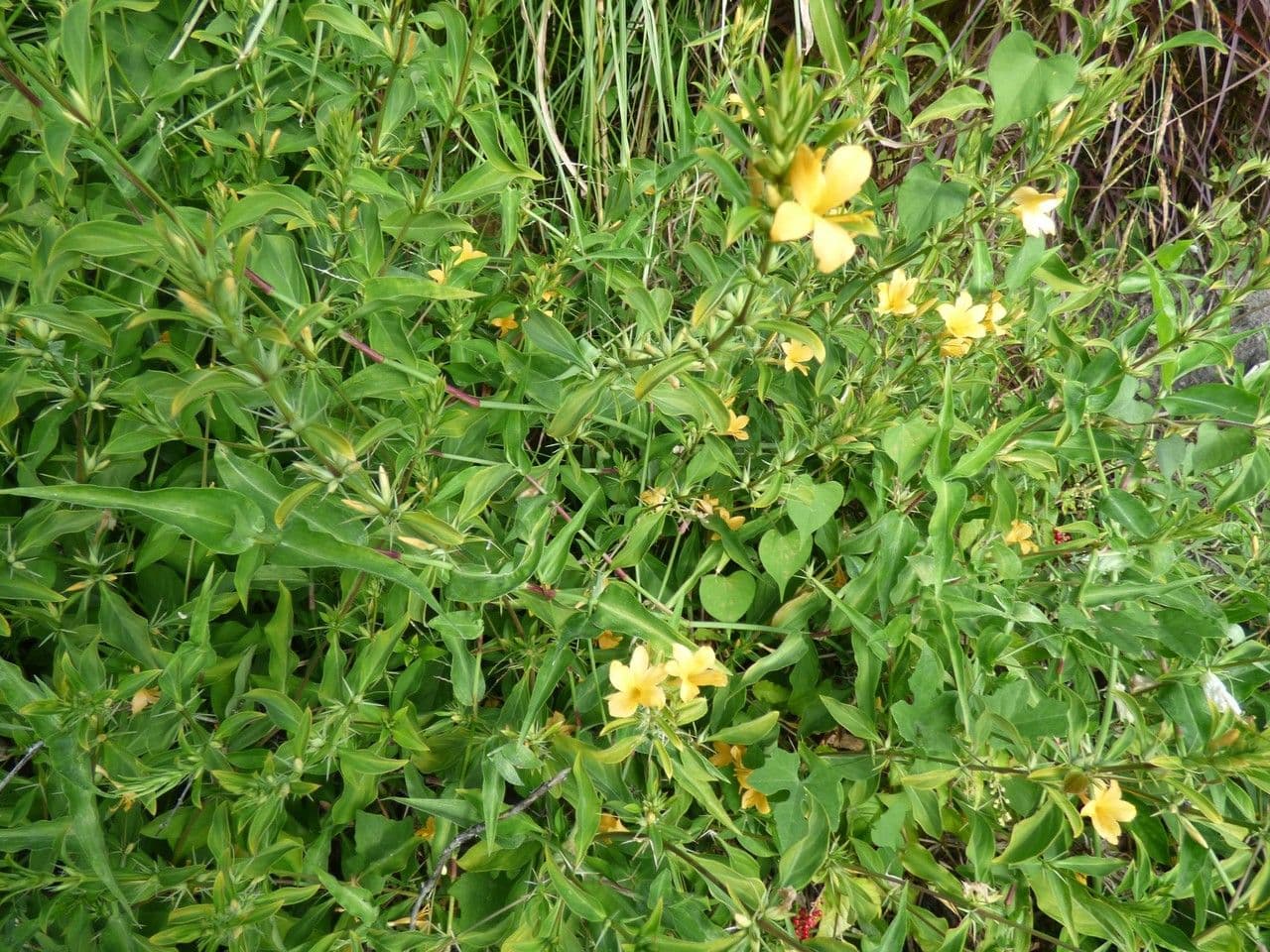 Barleria spinosa 9