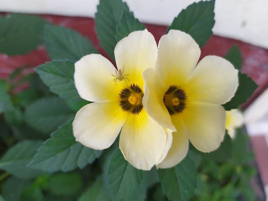 Turnera subulata 19