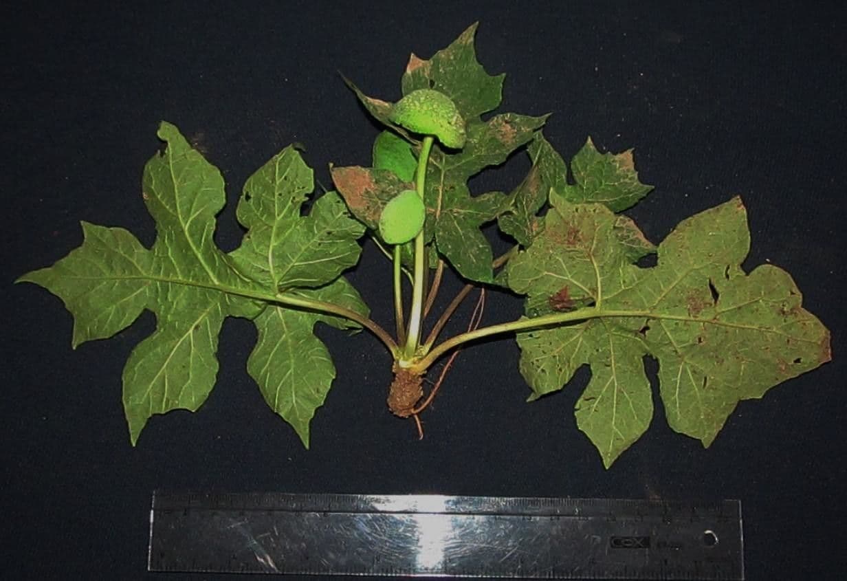Dorstenia 8
