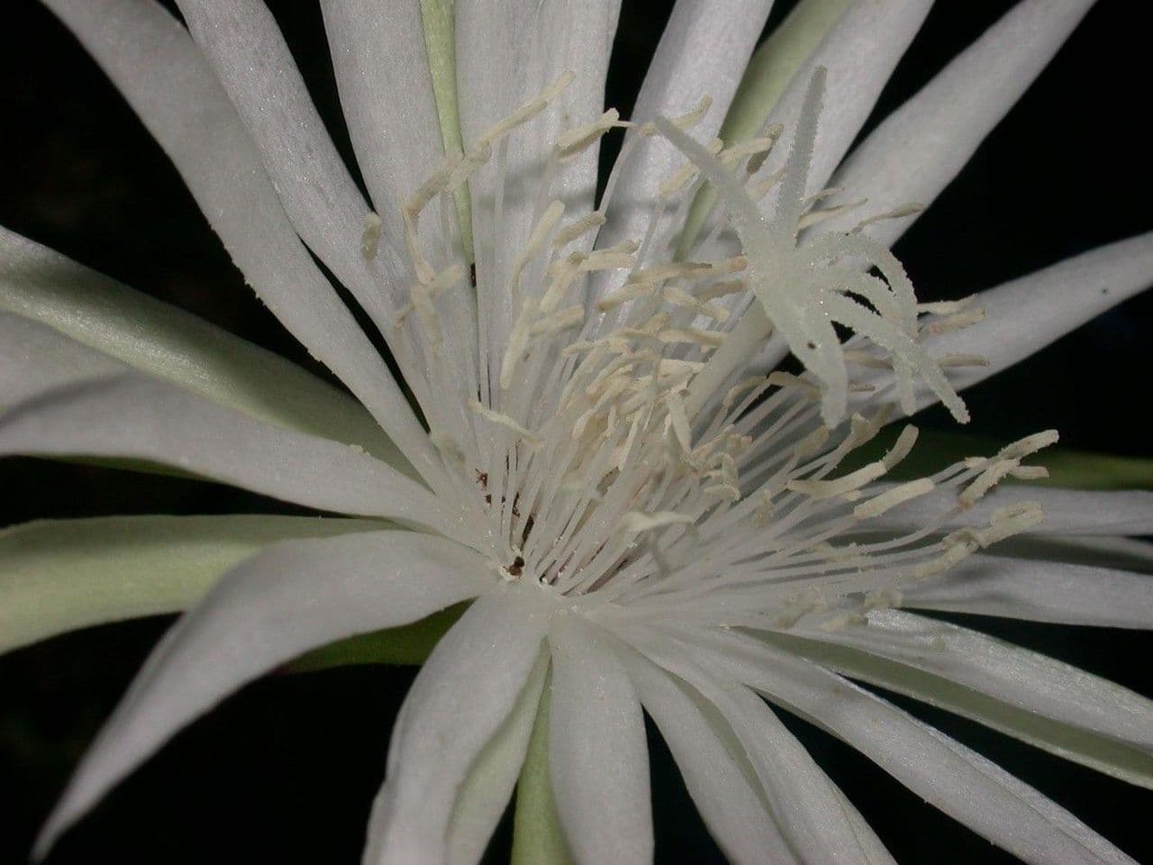Epyfilum 6