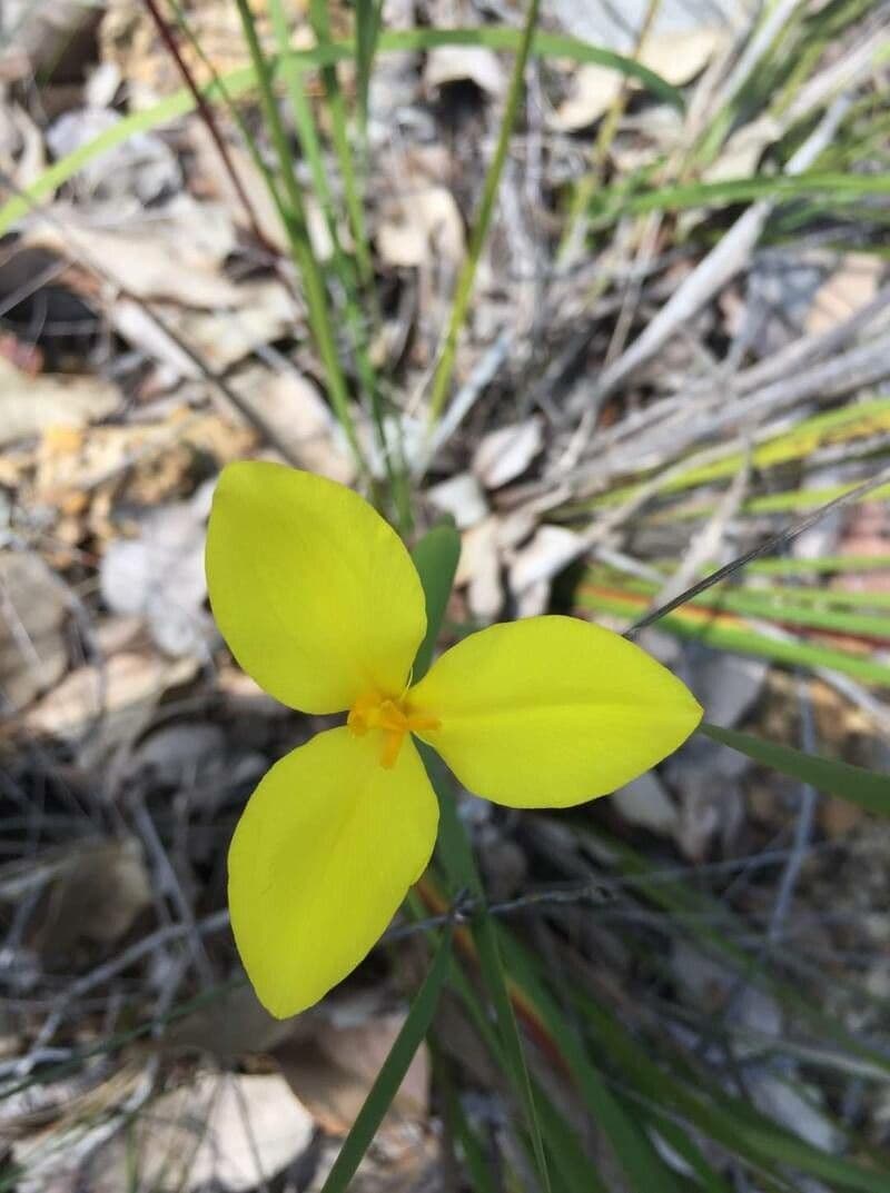 Patersonia