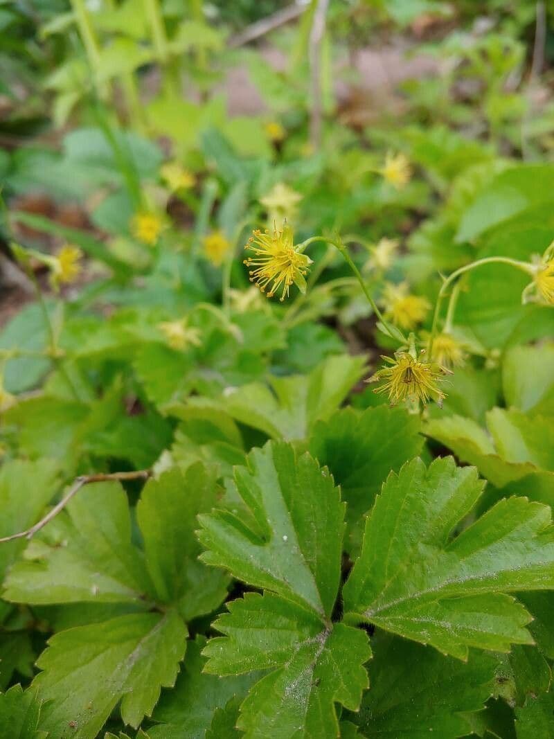 Waldsteinia