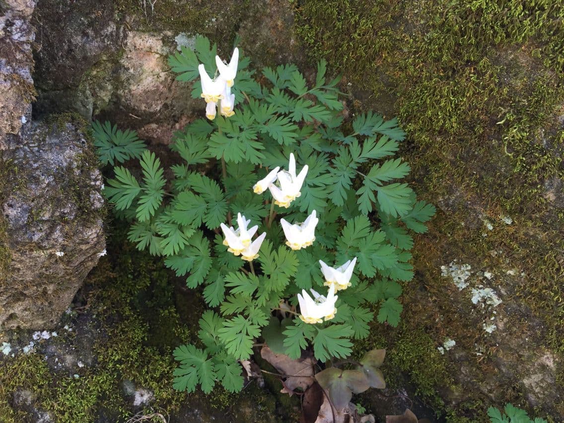 Dicentra de capucha 19