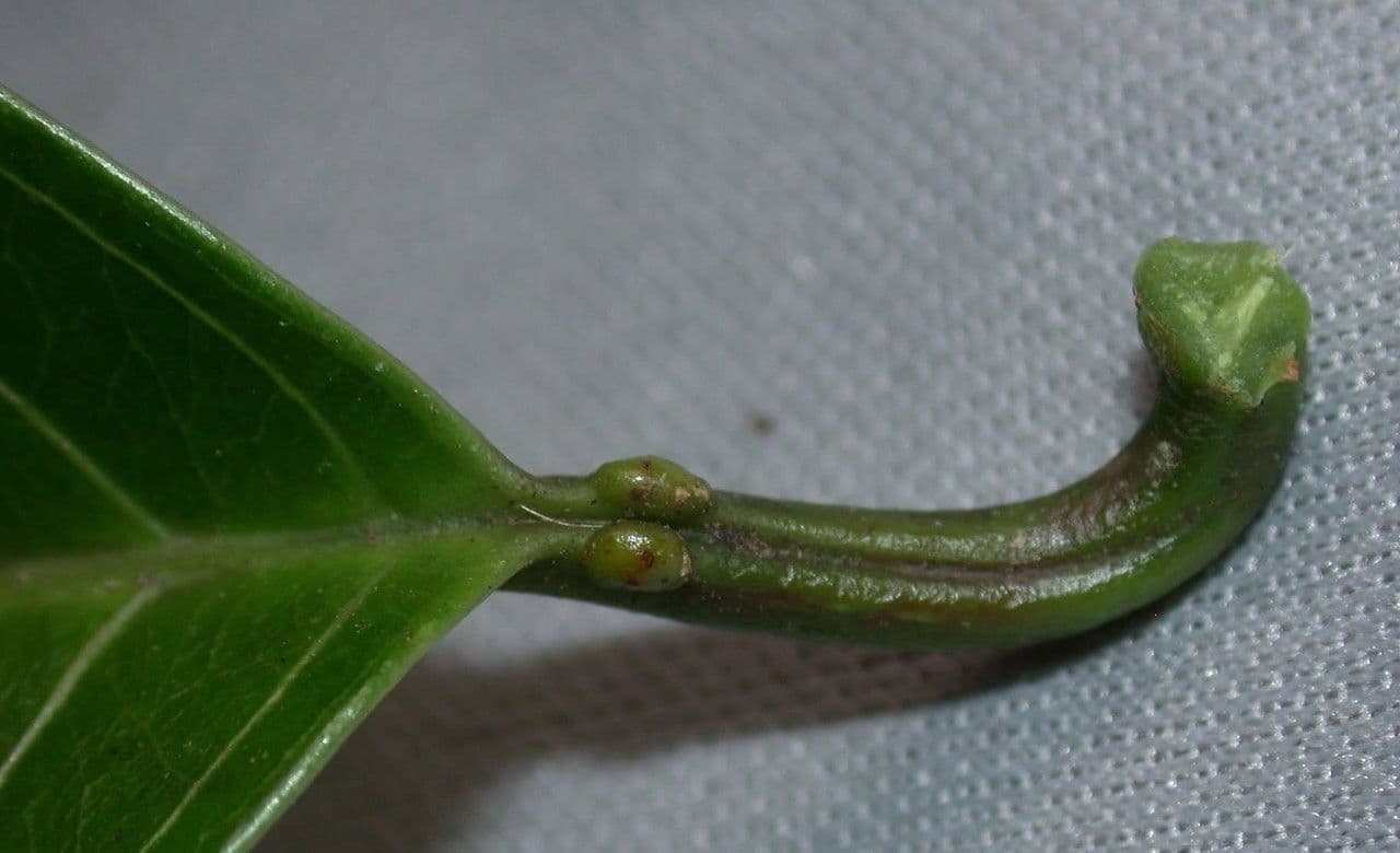 Passiflora lucida 2