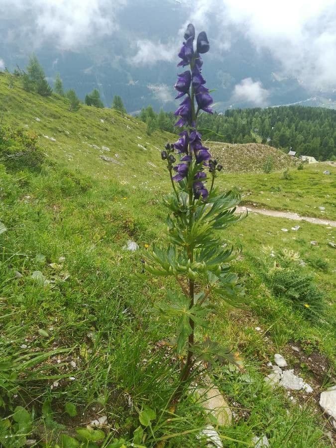 Aconito taurico 2