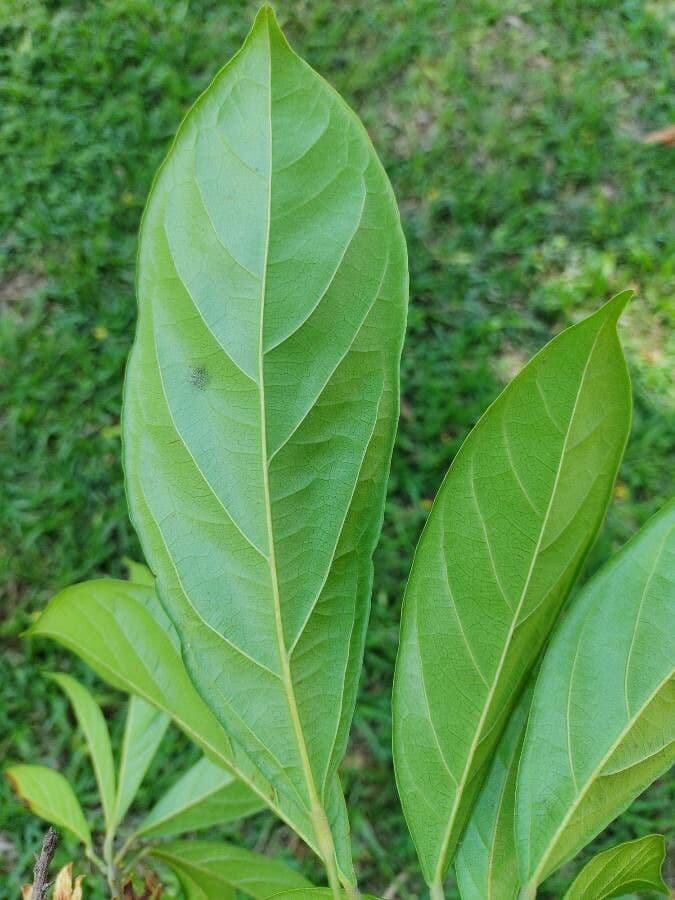 Cola acuminata 7