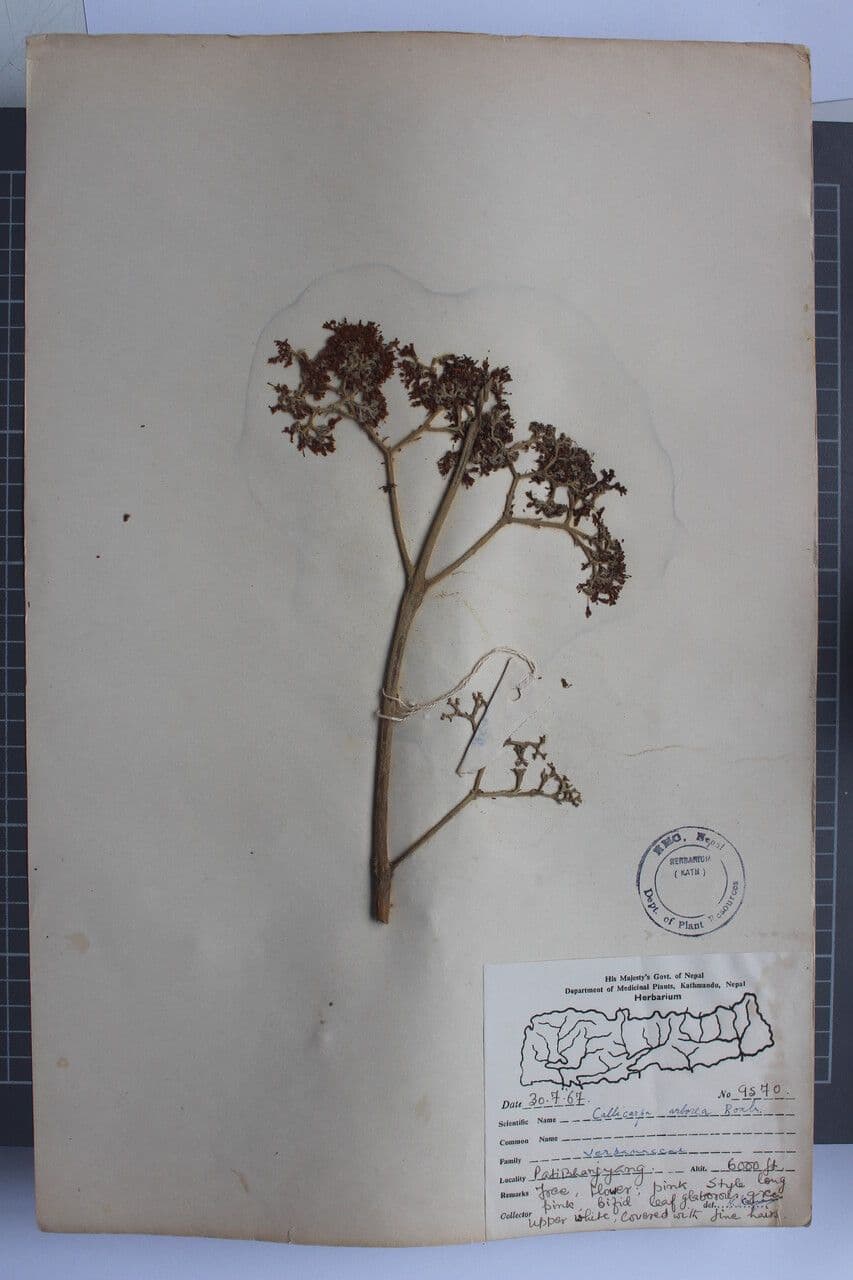 Callicarpa 3
