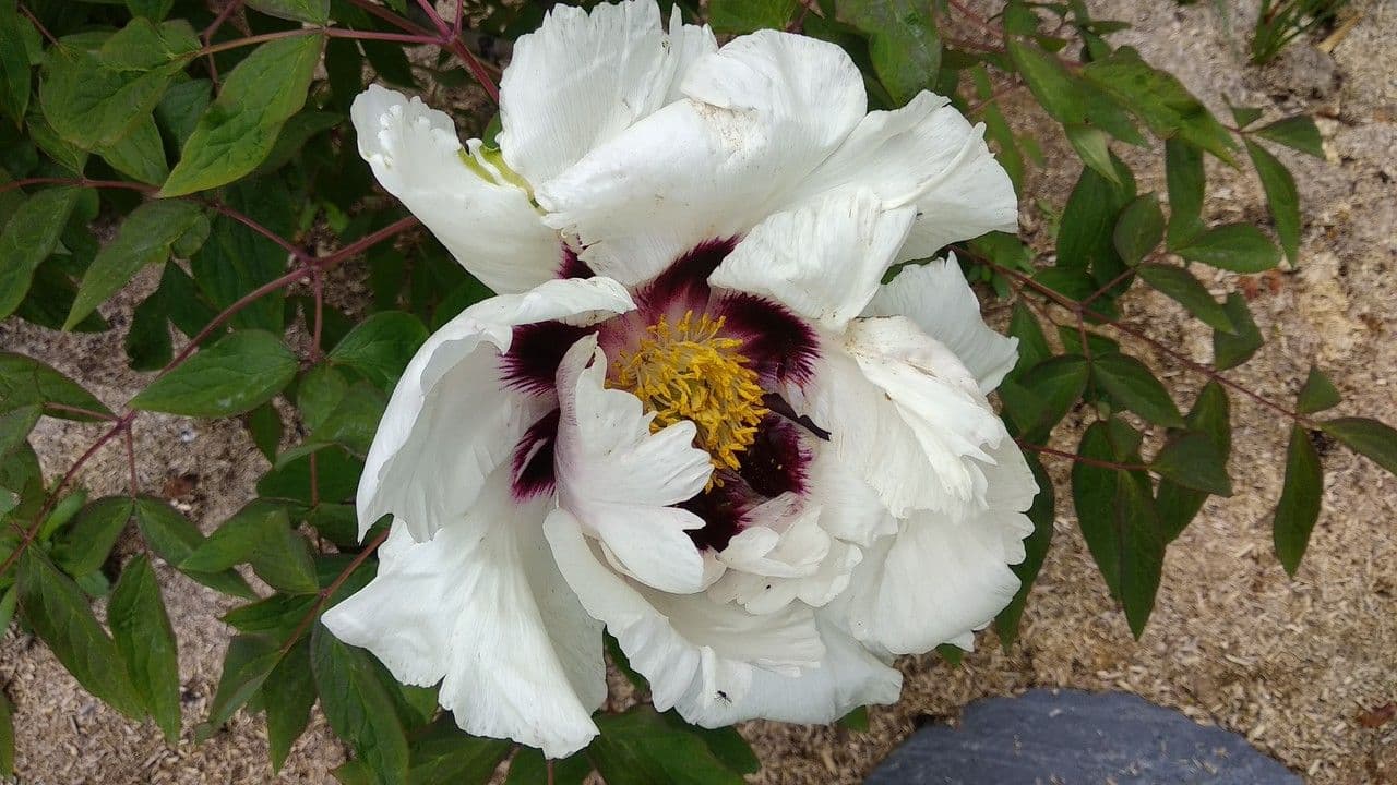 Peonia 5