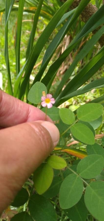Acetosa di Barrelier 9