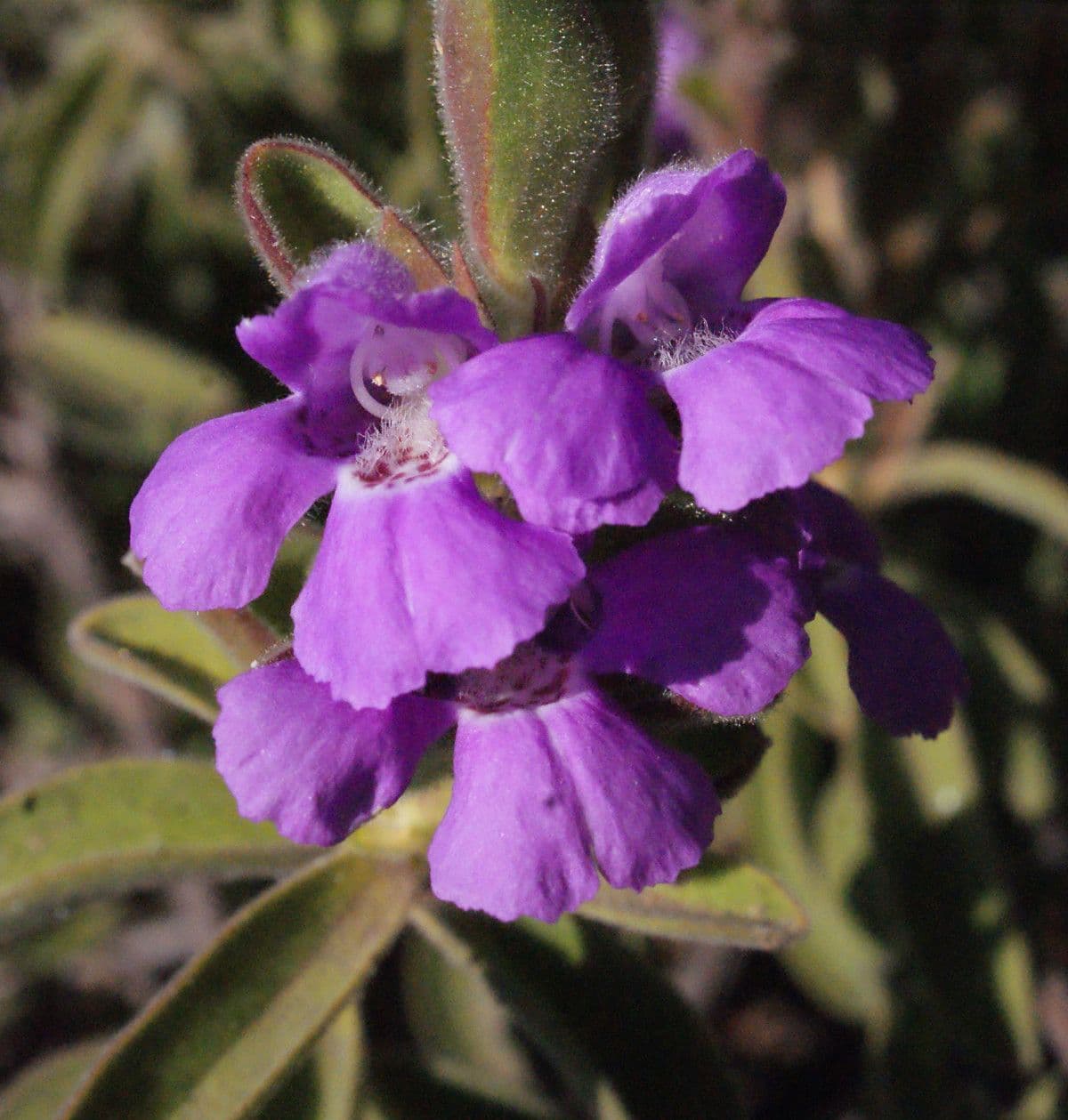Hemigenia 3