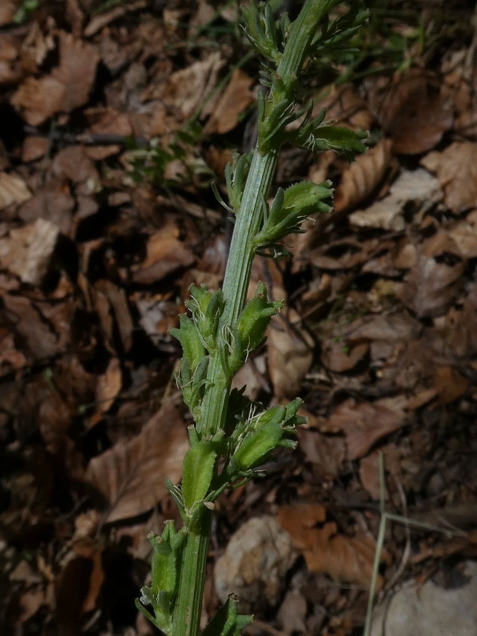 Reseda barrelieri