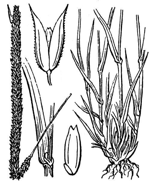 Codolina nuda 23