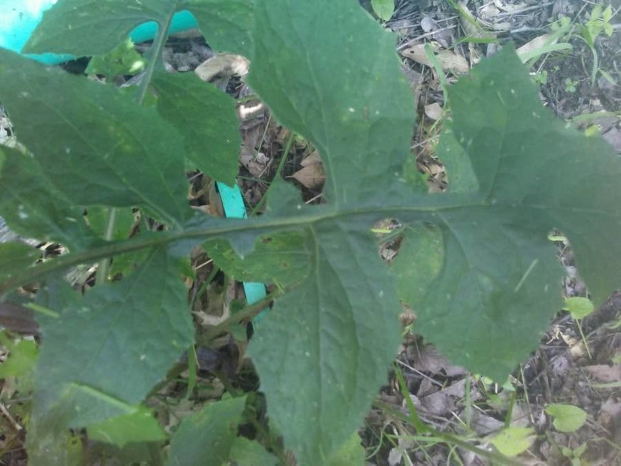 Lactuca 14