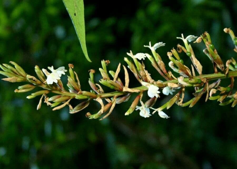 Alpinia blu 7