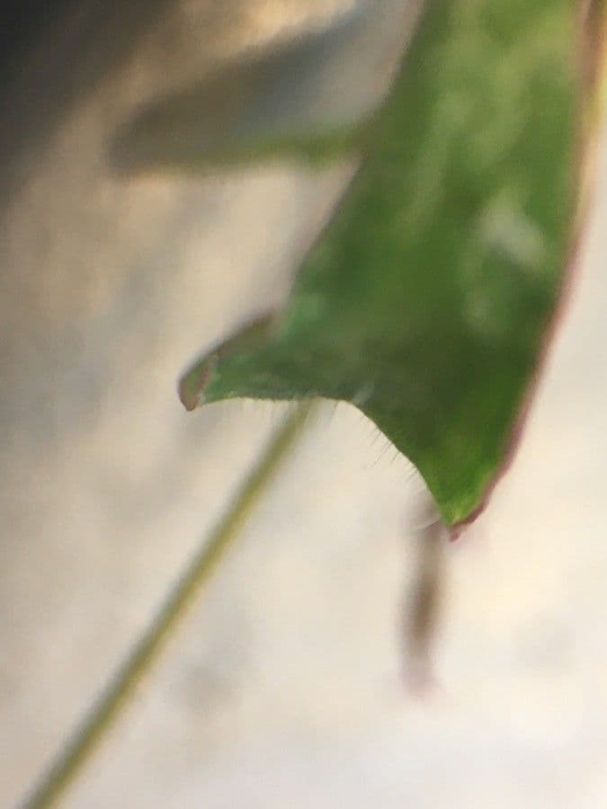 Sanguinella 30