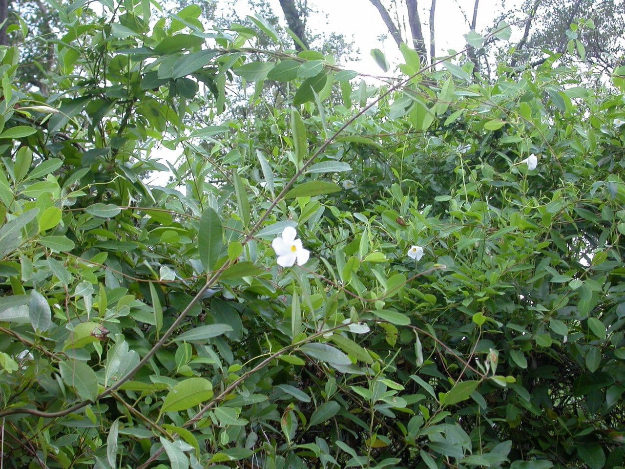 Rhabdadenia 6
