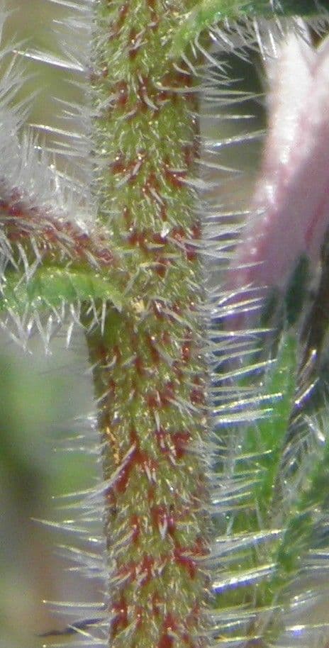 Echium asperrimum 23