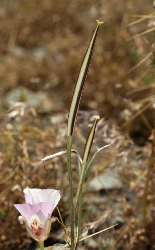 Calochortus venusto 2