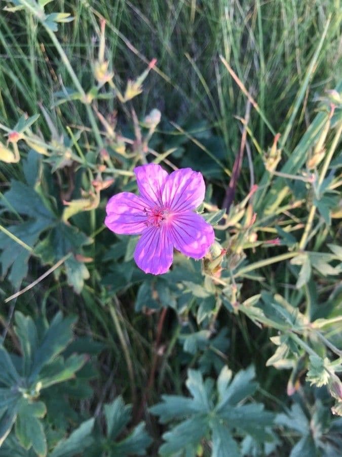 Géranium très visqueux 2