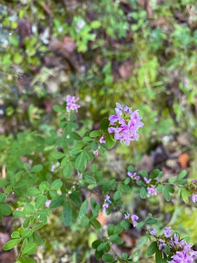 Lespedeza 5