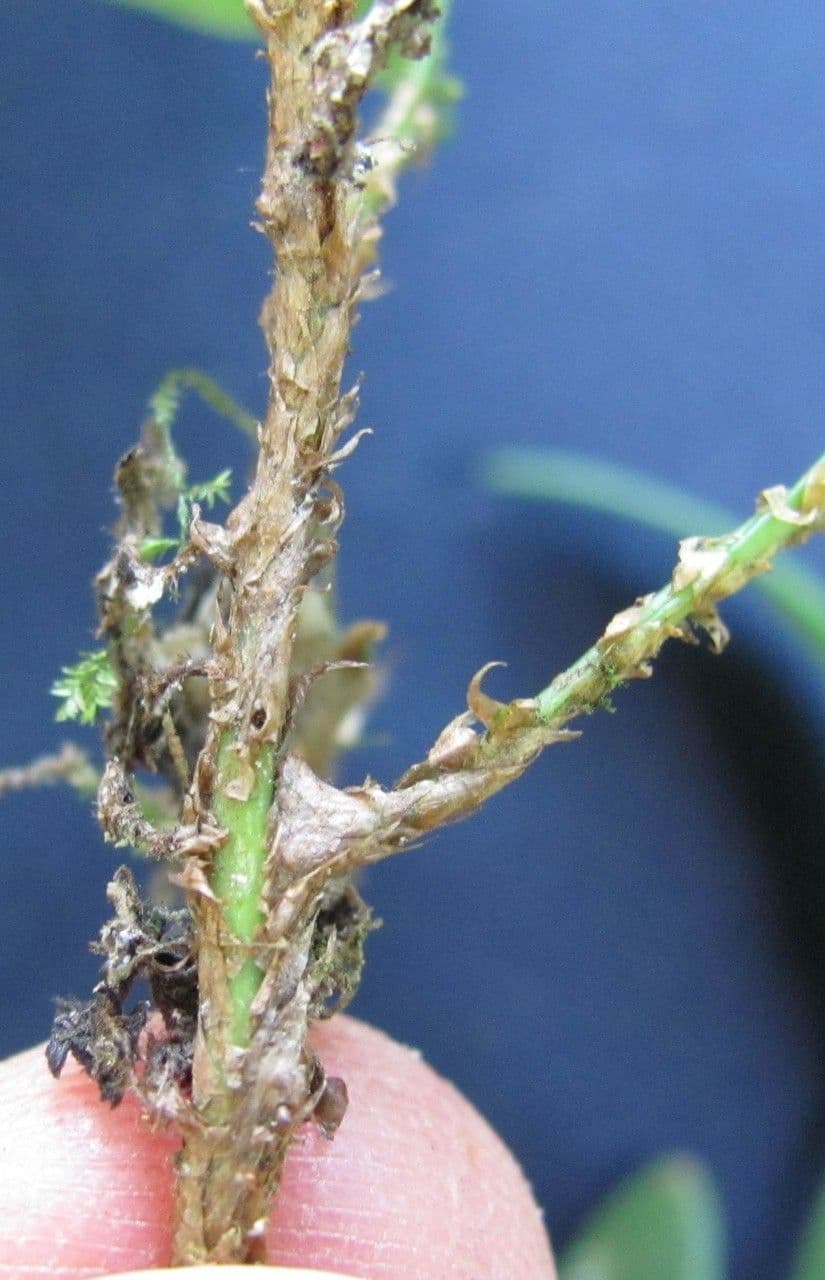 Elaphoglossum 2