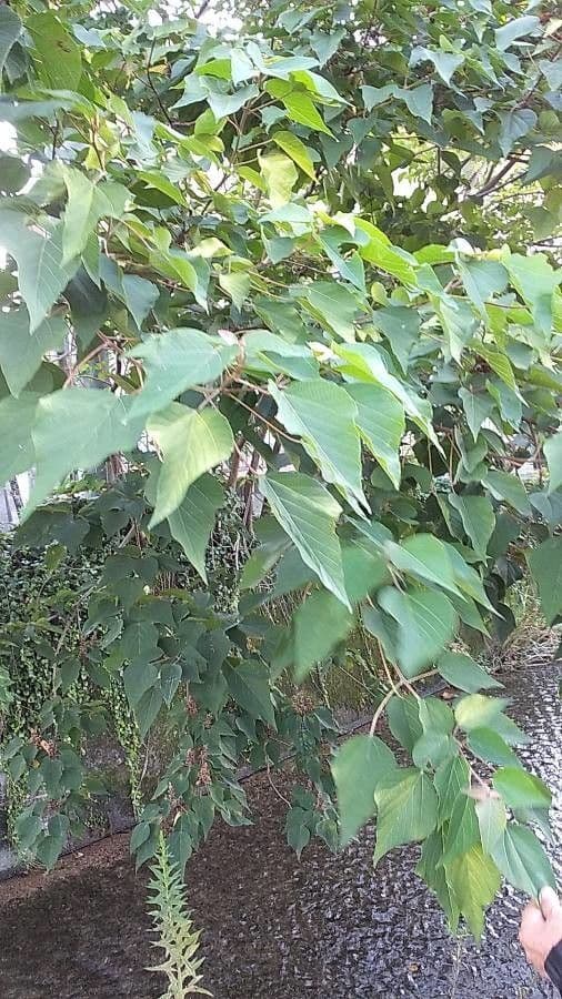 Mallotus japonicus 6